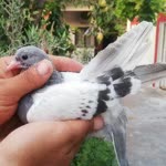 Hekim