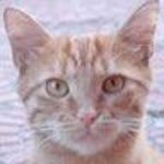 Orhan