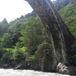 Çiğdem