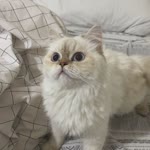 Saliha