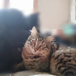 Serkan