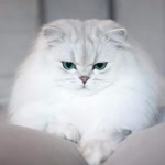 Julide