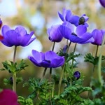 Hatice