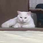 Songül