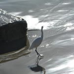 Şükran