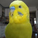 Habibe