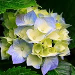 Dilek
