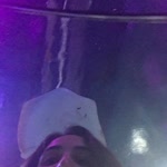 Leyla