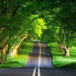Sedat