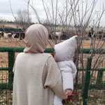 Şevval