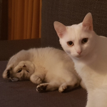 Pınar