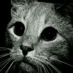 Bilge