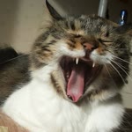 Erdil
