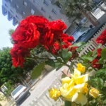 Selin