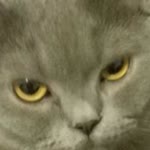 Melek