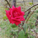 Zeynep