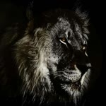 Halil