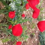 Hatice