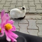 Sümeyye