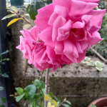 Rabia