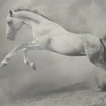 Fırat