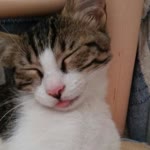 Melih