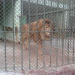 Ercan