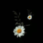 Emine