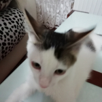 Ahmet