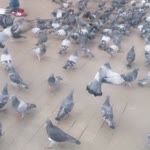 Çalıkuşu