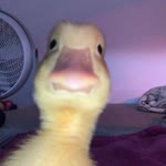 Sıla