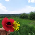 Damla