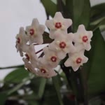 Rabia