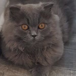 Filiz