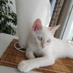 Emine