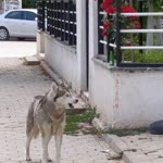 Bayram