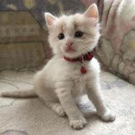 Dilek