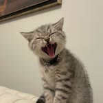 Ali