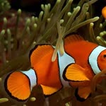 Akvaryuma