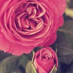 Melike