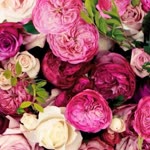 Rabia