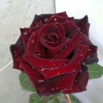 Hatice