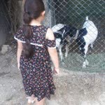 Elif