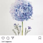 Derya