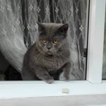 Alper