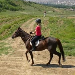 Melis