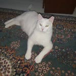 Nursel