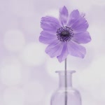 Btl