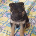 Bedri