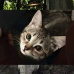 Anissa